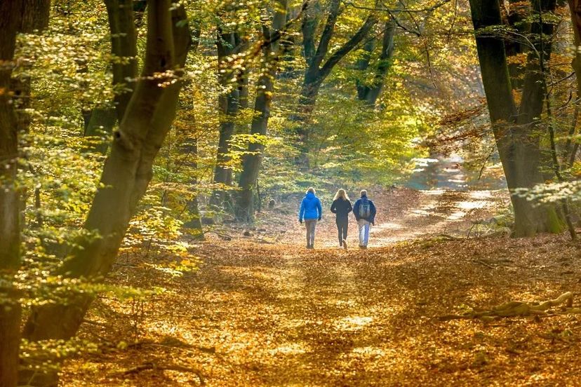 persone che camminano in autunno in un bosco rilassante