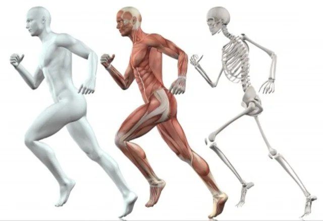 L' Osteopatia e la sua utilità nell'endurance