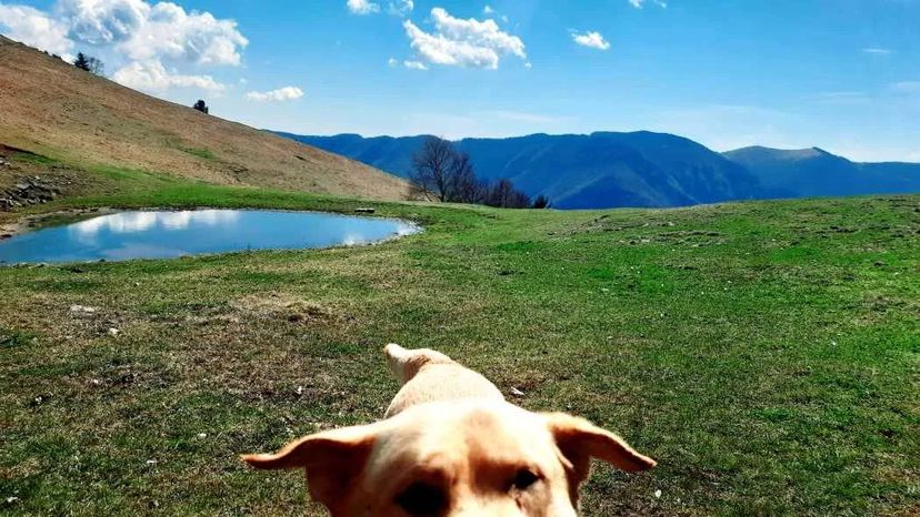 itinerario con i cani di Zaini e Zampe sul Monte Sparavera