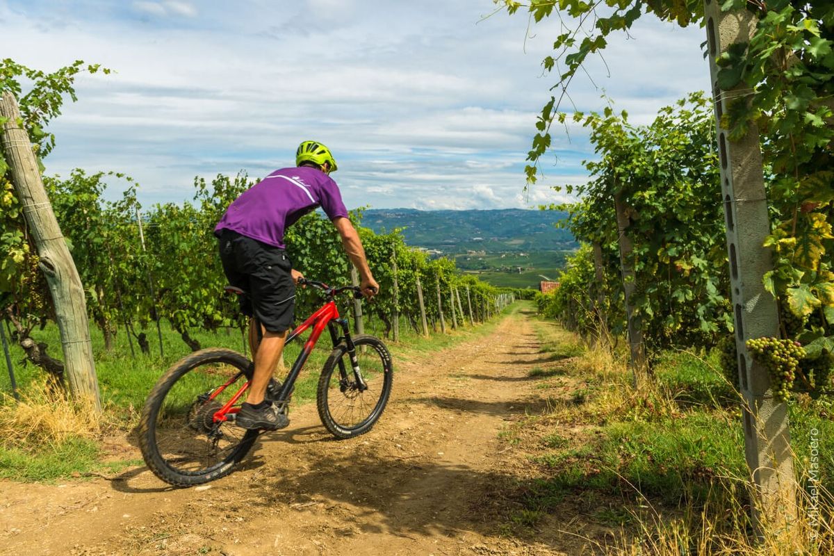 Biker in mountain bike su una strada sterrata tra i filari di un vigneto del Roero