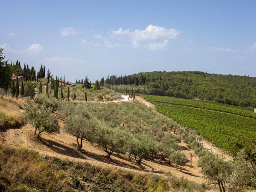 Chianti Down Country - image 3 of the gallery