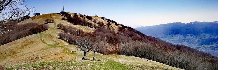 Pelpi Trail