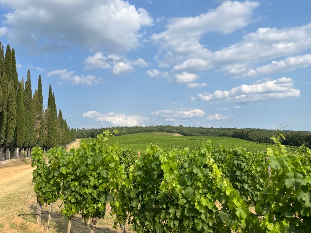 Ecomaratona Del Chianti Classico - image 1 of the gallery